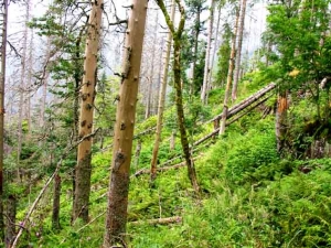 Alpiner Pfad 